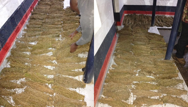 Molo Drug Bust: NACADA Seizes Sh1 Million Cannabis Stash After High-Speed Chase