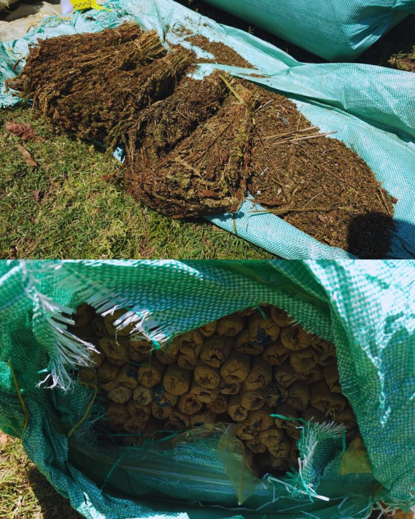 NACADA Strikes Big in Kisumu: Sh12M Bhang Seized, Key Supplier Arrested